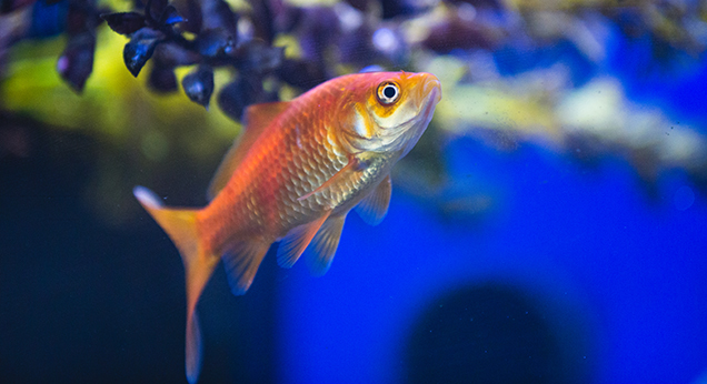 Goldfish swimming in water